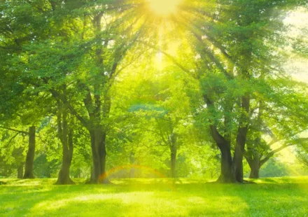 health threetrees com vn